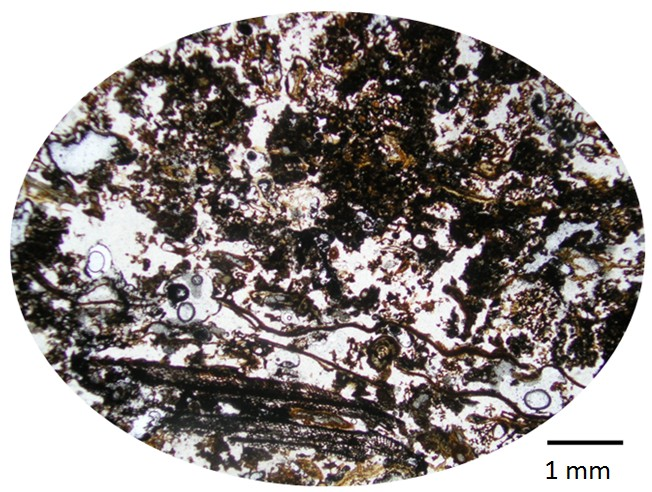 Obr. 4: Výbrus, kontrola 50 cm porfyrická struktura, hrubší zrna minerálů včleněny do jemnozrnného materiálu půdní plazmy, patrný