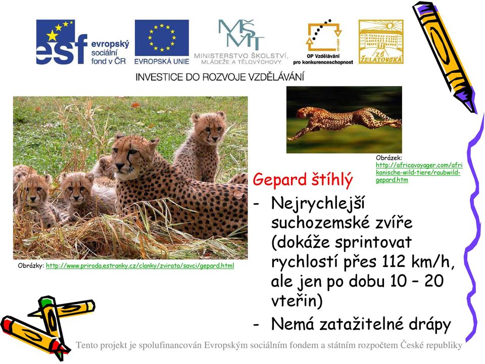 com/afri kanische-wild-tiere/raubwildgepard.