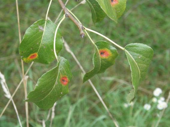 Gymnosporangium sabinae Hrušeň infikovány v období kvetení Na