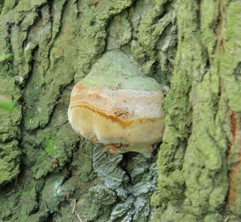 Phellinus hartigii ohňovec