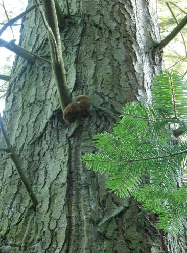 Phellinus hartigii Hniloba: bílé tlení 1. okrově žluté, dosti pevné, směrem do zdravého dřeva červenohnědá zóna 2.