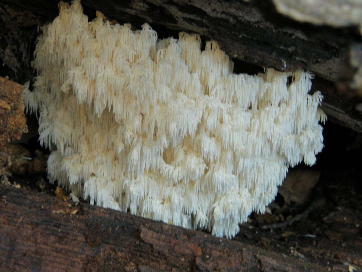 Hericium