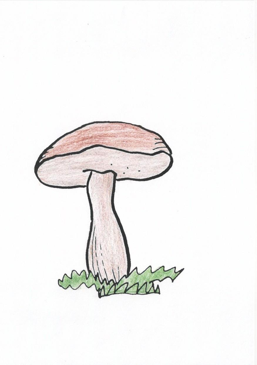 Křemenáč smrkový Rostu v lese a patřím mezi houby. Mám klobouk 3-9 cm v průměru. Je hnědorezavé nebo oranžovorezavé barvy. Třeň mám 8-13 cm vysoký a 1,2-2,5 cm tlustý.