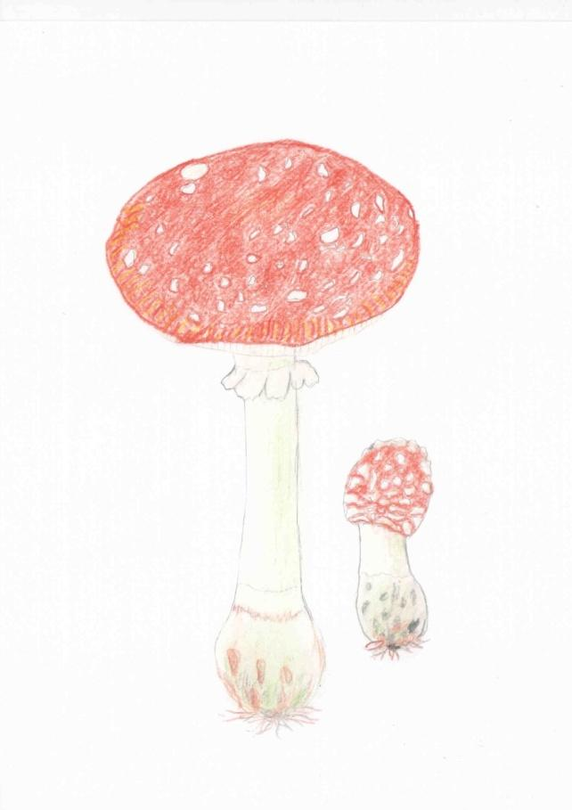 Muchomůrka červená Rostu v lese a patřím mezi jedovaté houby. Můj klobouk je široký 10-18 cm. Je ohnivě červený a je pokrytý bílými bradavkami.