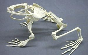 Žáby (Anura) v dospělosti zkrácené a zploštělé tělo bez krku a ocasu skákavý pohyb postsakrální obratle srostlé v kostrční kost (urostyl) nejčastěji procélní obratle žebra zakrnělá krycí kosti lebky