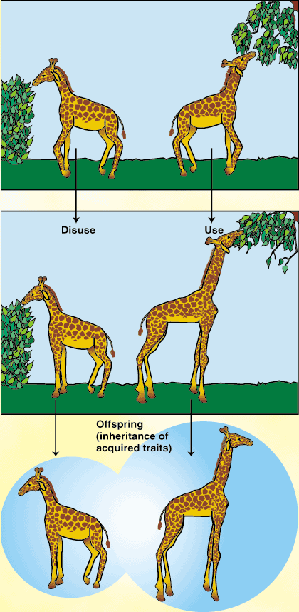 Koadaptace = složité adaptace, vyžadující vzájemně koordinované změny více než 1 části Herbert Spencer: krk žirafy současné změny