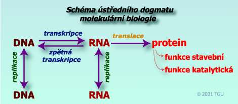 ÚSTŘEDNÍ DOGMA MOLEKULÁRNÍ BIOLOGIE - TOK INFORMACÍ V BUŇCE: