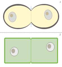 http://www.gymh.cz/vyuka/biologie/prehledy/1uvo_3_delenibunek.pdf http://upload.wikimedia.org/wikipedia/commons/thumb/5/5f/cytokinesis.png/220px-cytokinesis.