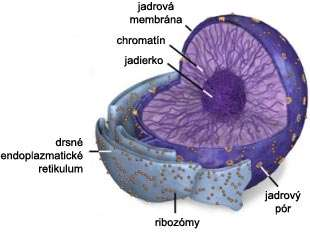 http://www.biopedia.sk/images/bunka/cytomorfologia/jadro.