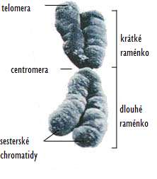 CHROMOZOMY - STAVBA: CHROMATIDA - VLÁKNO CHROMOSOMU ZDVOJENÉ CHROMATIDY, JSOU SPOJENY V MÍSTĚ ZVANÉM