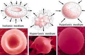 OSMÓZA DIFUZE MOLEKUL VODY Z PROSTŘEDÍ HYPOTONICKÉHO DO HYPERTONICKÉHO (KDYŽ JE POHYB ROZPUŠTĚNÝCH LÁTEK PO KONCENTRAČNÍM SPÁDU ZNEMOŽNĚN PŘÍTOMNOSTÍ SEMIPERMEABILNÍ MEMBRÁNY) HYPOTONICKÉ PROSTŘEDÍ -