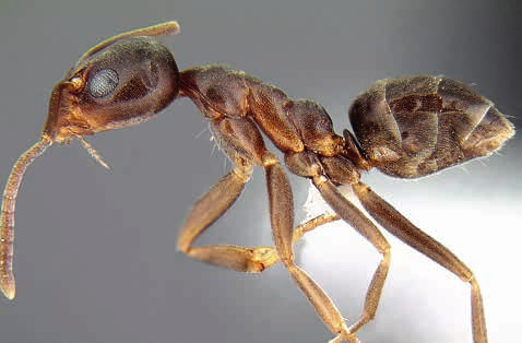 Co říká věda Invazní mravenec rezervoárem DWV Vetřelec od řeky Paraná Virus deformovaných křídel (DWV) může přežívat v populacích mravenců, kteří byli zavlečeni z Jižní Ameriky na ostatní kontinenty.