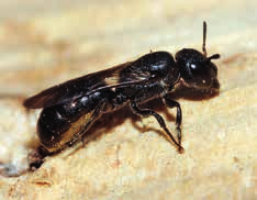 Dřevobytky (Chelostoma a Heriades) Naše méně známé včely 12. část Čalounicovité včely (Megachilidae) jsou v mnoha ohledech hodně zajímavé a atraktivní.