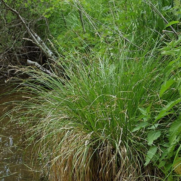 Carex hlavní morfologické znaky