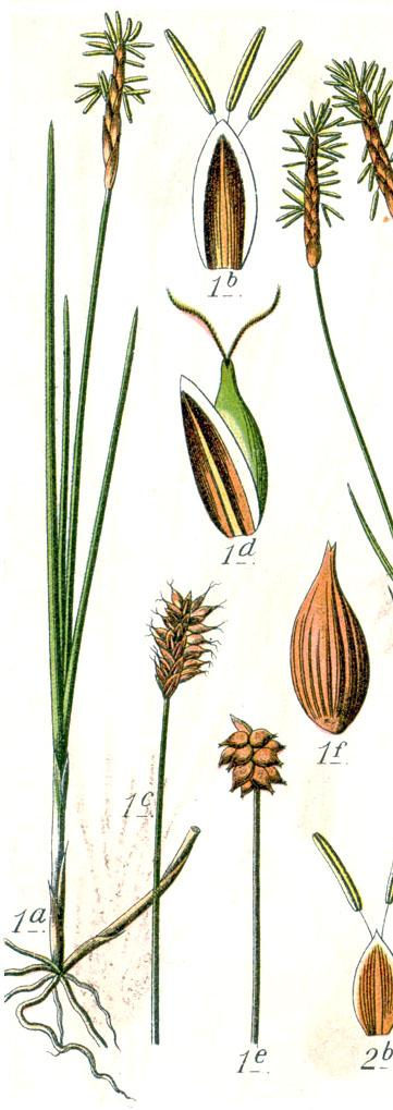 Carex dioica L. o. dvoudomá ČR: jednotlivý / ostrůvkovitý výskyt, chladnější pahorkatina.