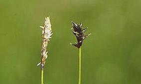 Cx dioica znaky dvoudomá Výběžkatá, až 10 cm dl.