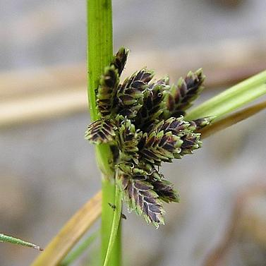 Cyperaceae 109 rodů - Carex - Cyperus