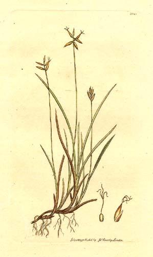Carex pauciflora Lightf. o. chudokvětá ČR: pohraniční pohoří ČR, nejč.