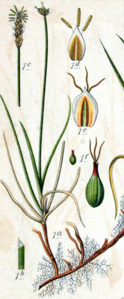 Carex obtusata Lilj. o. přítupá ČR: objevena v r.