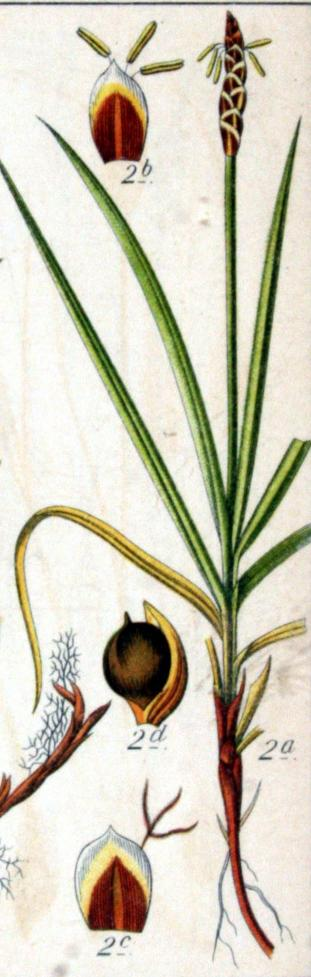 Carex rupestris All. o.