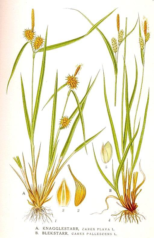 Carex Jedno-, vz. dvoudomé, byliny Ca. 1,5 tis.