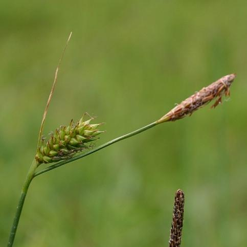Carex hlavní morfologické znaky Postavení a květů Jedno- i Dvoudomé druhy s 1