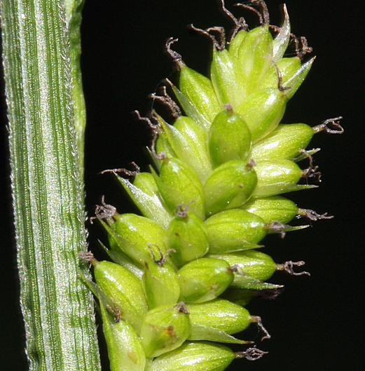 Carex hlavní morfologické znaky Plody - MOŠNIČKY tvar
