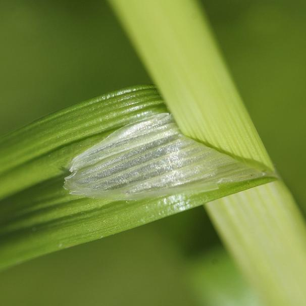 Carex hlavní morfologické znaky Listy: tvar