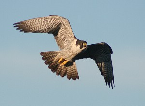 Zpravodaj SOVDS () Sokol stěhovavý (Falco peregrinus) Václav Beran a kolektiv ( spolupracovníků) lutra@email.