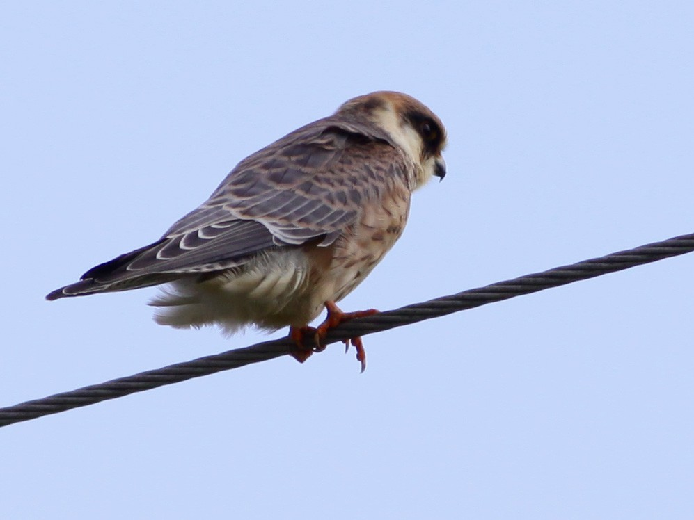 Zpravodaj SOVDS () (7 juv. on September ). Autumn migration finish during the first days of October (..4 juv., Vlčnov and..4 juv./f, Záhlinice).