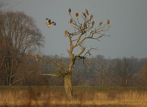 Zpravodaj SOVDS () Luňák červený (Milvus milvus) David HORAL, Jan BARTONÍČEK, Václav BERAN, Gašpar ČAMLÍK, Hynek MATUŠÍK, Jakub MRÁZ, Karel POPRACH a spol., Libor SCHRÖPFER, Jan ŠEVČÍK david.