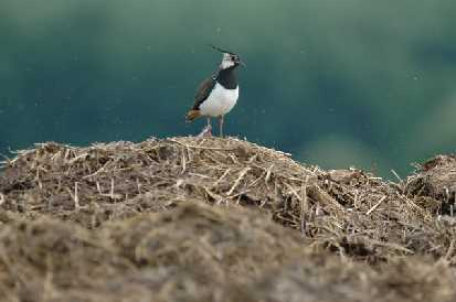 Ubývají i druhy dříve velmi běžné Celoevropské trendy 36 polních ptáků (Pan-European Common Bird Monitoring Scheme) rostoucí (7) EBCC/RSPB/BirdLife/Statistics Netherlands 100 klesající (18) %