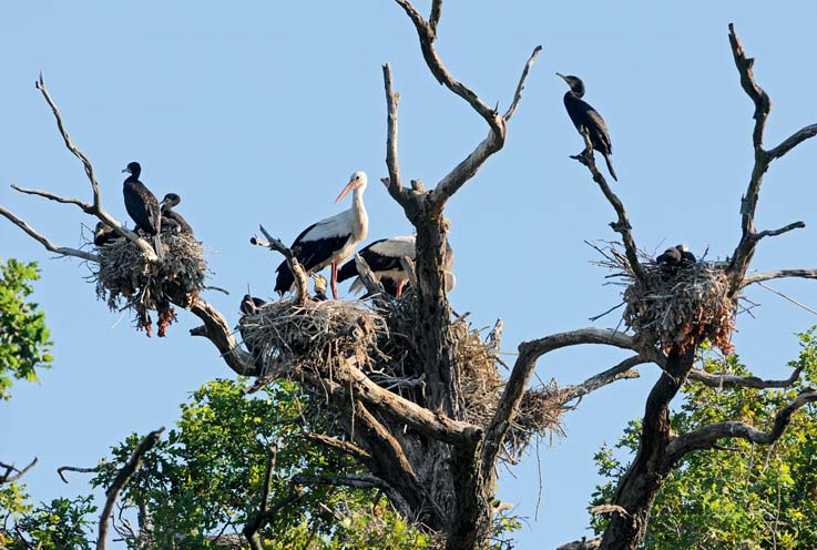 Kormoráni a čápi (foto Petr Macháček) Daleko nejvzácnějším druhem výjimečně hnízdícím v této kolonii je volavka stříbřitá. O možném hnízdění v roce 1983 svědčí pozorování dvou jedinců 30.