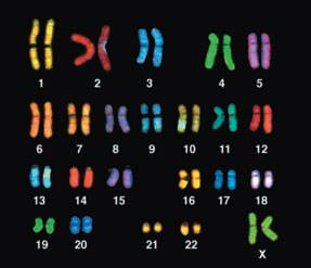 Reprodukce eukaryot struktura chromozomu mitotické chromosomy a uspořádané do karyotypu interfázní chromosomy Campbell biology