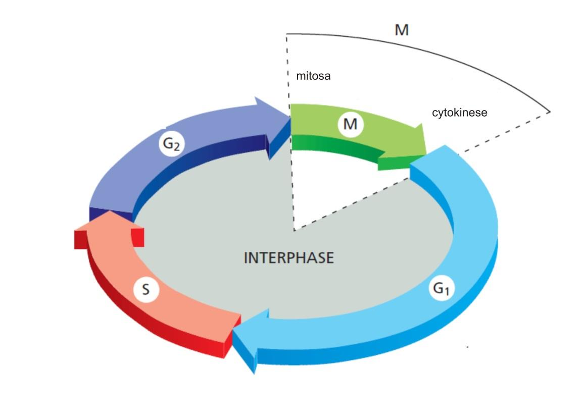 fáze buněčného cyklu Interfáze Buňka roste, vytváří proteiny, zmnožuje /zvětšuje organely G1 (growth) buňka roste S navíc replikace (syntéza chromosomů) G2 rychlejší růst, příprava na dělení M- fáze
