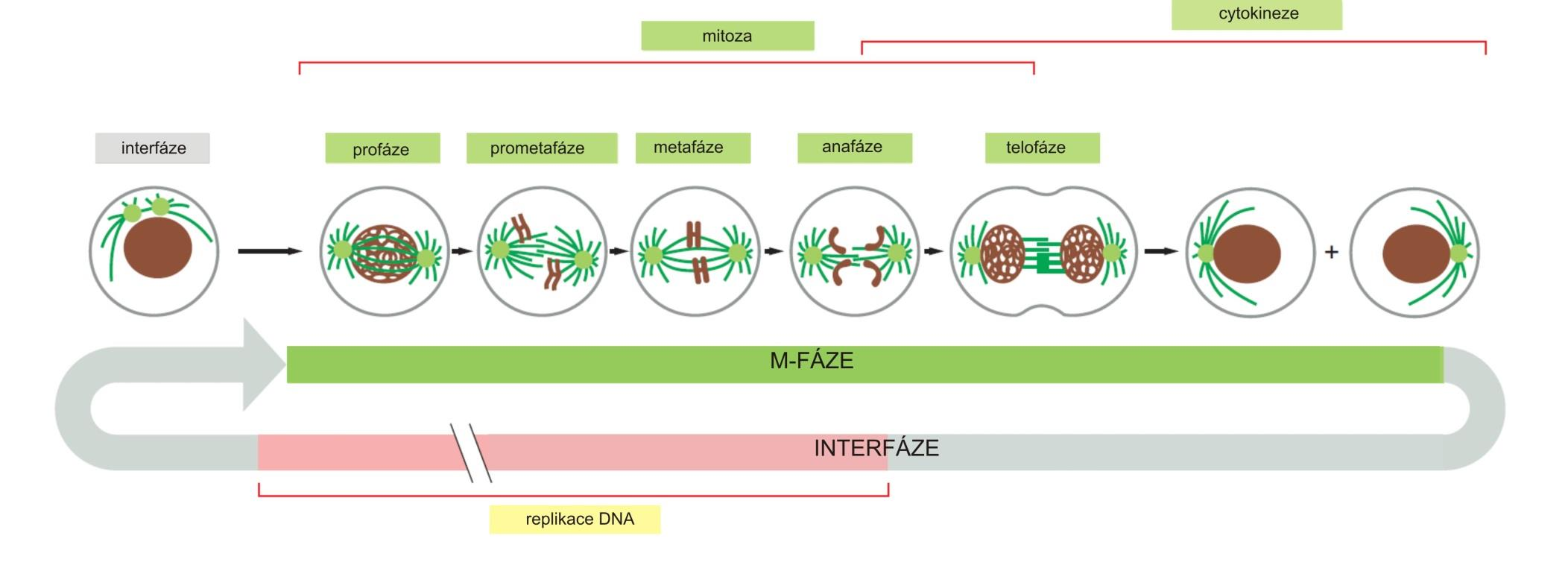 fáze buněčného cyklu - mitosa Každá buňka získává kopii každého chromosomu (jednu ze sesterských chromatid) Po cytokinezi vznikají dceřiné buňky geneticky identické s