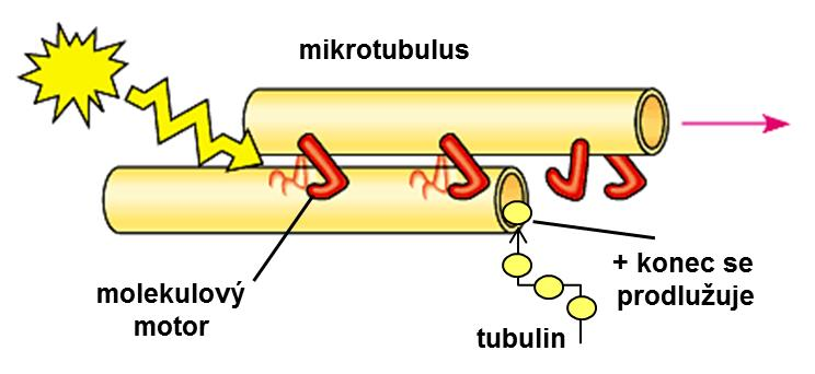 fáze buněčného cyklu - mitosa anafáze kinetochorové mikrotubuly - chromosom tažen motorem podél mikrotubulu - uvolňovaný plus-konec depolymeruje nekinetochorové