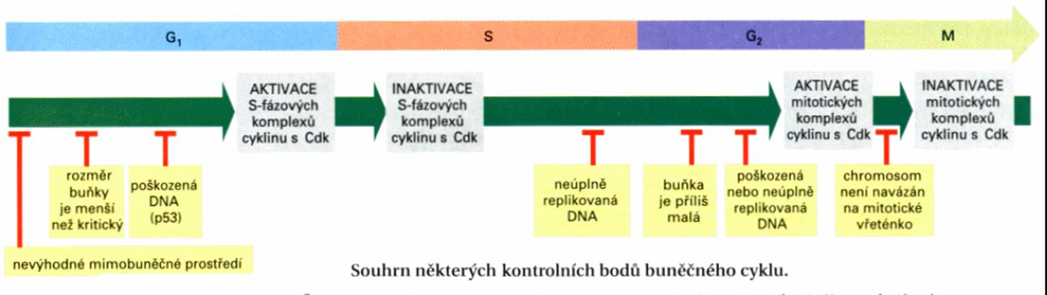 regulace buněčného cyklu načasování jednotlivých procesů cyklin-dependentní kinasy (Cdk) řídí buněčný cyklus cykliny určují cíle pro