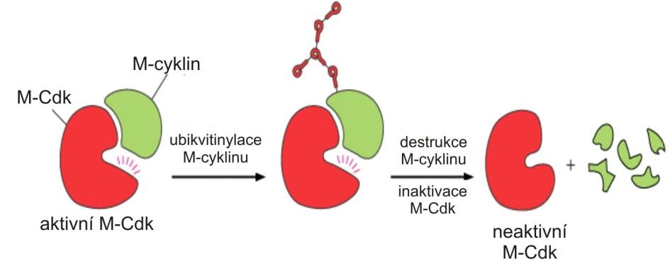 G 2 /M kontrolní bod regulace buněčného cyklu Během intefáze roste koncentrace mitotického cyklinu (M-cyklinu) M cyclin a Cdk vytváří MPF (zůstává v neaktivní formě fosforylace v inaktivačním místě)