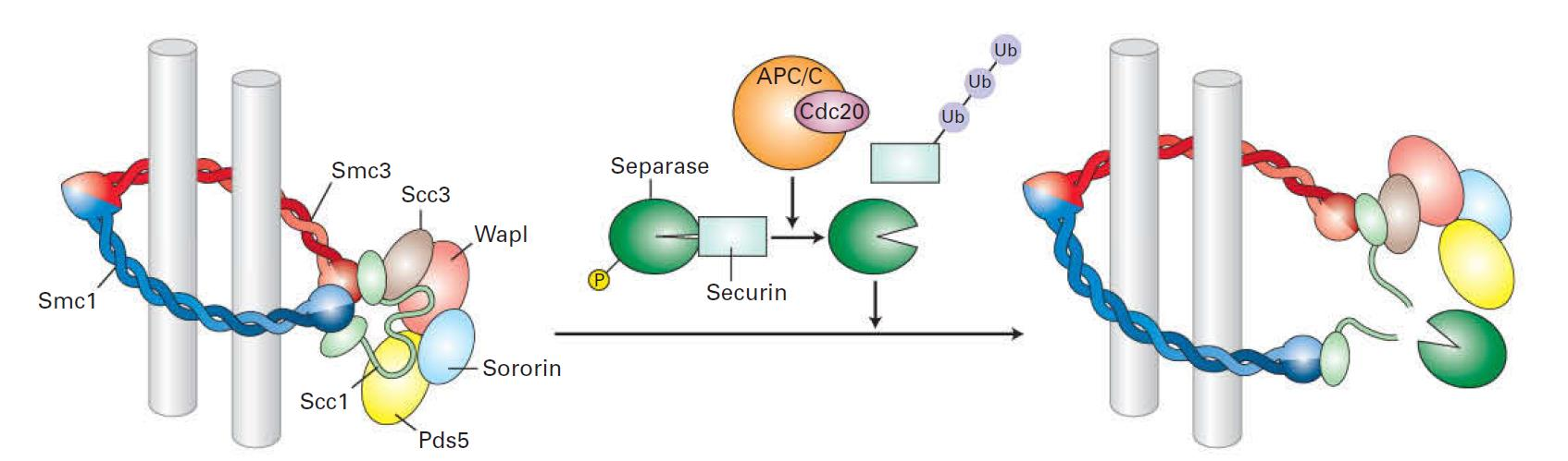 regulace buněčného cyklu Vřeténkový kontrolní bod APC (anaphase-promoting complex) ubikvitin ligasa, aktivace pomocí M-Cdk fosforylace aktivovaná APC inaktivuje M-cykliny a sekurin, specifická