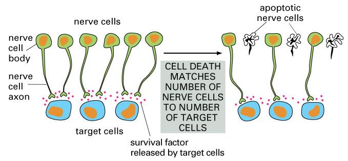 Apoptosa programovaná buněčná smrt Odstraňování poškozených / nemocných buněk (imunita / NK-buňky) Ontogeneze tvorba / odstraňování orgánů, kontrola počtu buněk porucha funkce lysozomů Tay-Sachsova