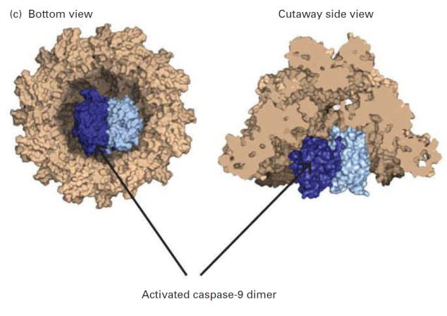 Apoptosa kaspasy vnitřní cesta aktivace regulace pomocí mitochondrií Molecular Cell