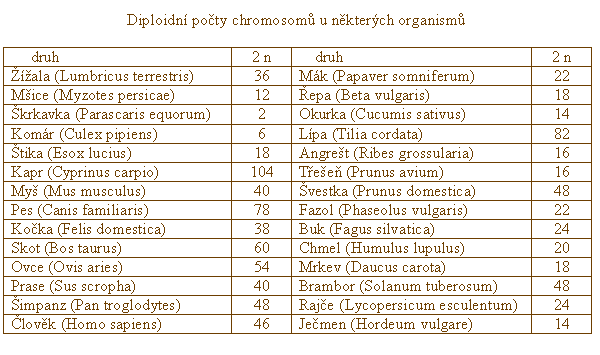 Reprodukce eukaryot mnohem složitější proces - více chromosomů než jeden (počet