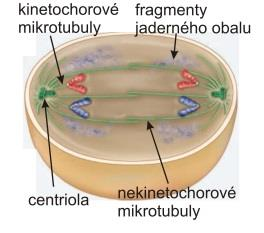 Reprodukce eukaryot prokaryota bez jádra, obvykle cirkulární chromosom, po replikaci DNA se rozdělí do vznikajících buněk, po prodloužení buňky se uprostřed vytvoří prstenec z FtsZ proteinu, který se