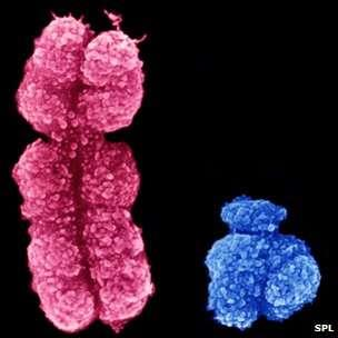 Reprodukce eukaryot struktura chromozomu Homologní chromosomy mají stejný vzhled (délka, umístění centromery, barvení) kontrolují stejné vlastnosti (obecné pořadí genů) mohou nést různé formy jednoho