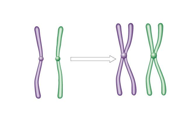 Reprodukce eukaryot struktura chromozomu před rozdělením buňky zdvojení chromosomů vznik sesterských chromatid spojených v oblasti centromery následuje kondenzace chromosomů chromosomy se sbalí se do