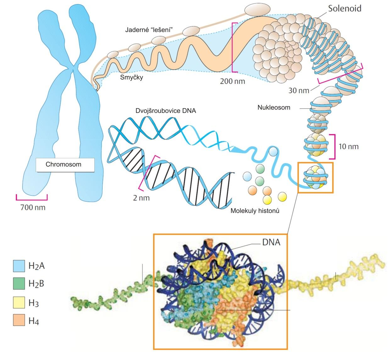 Reprodukce eukaryot struktura chromozomu úrovně organizace chromosomu Nukleosom komplex dvojřetězcové DNA s histonovými proteiny základní jednotka sbalování chromatinu DNA se dvakrát obráčí okolo