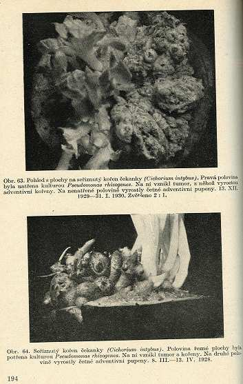 Agrobacterium rhizogenes