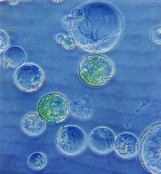 Protoplast - cytoplast