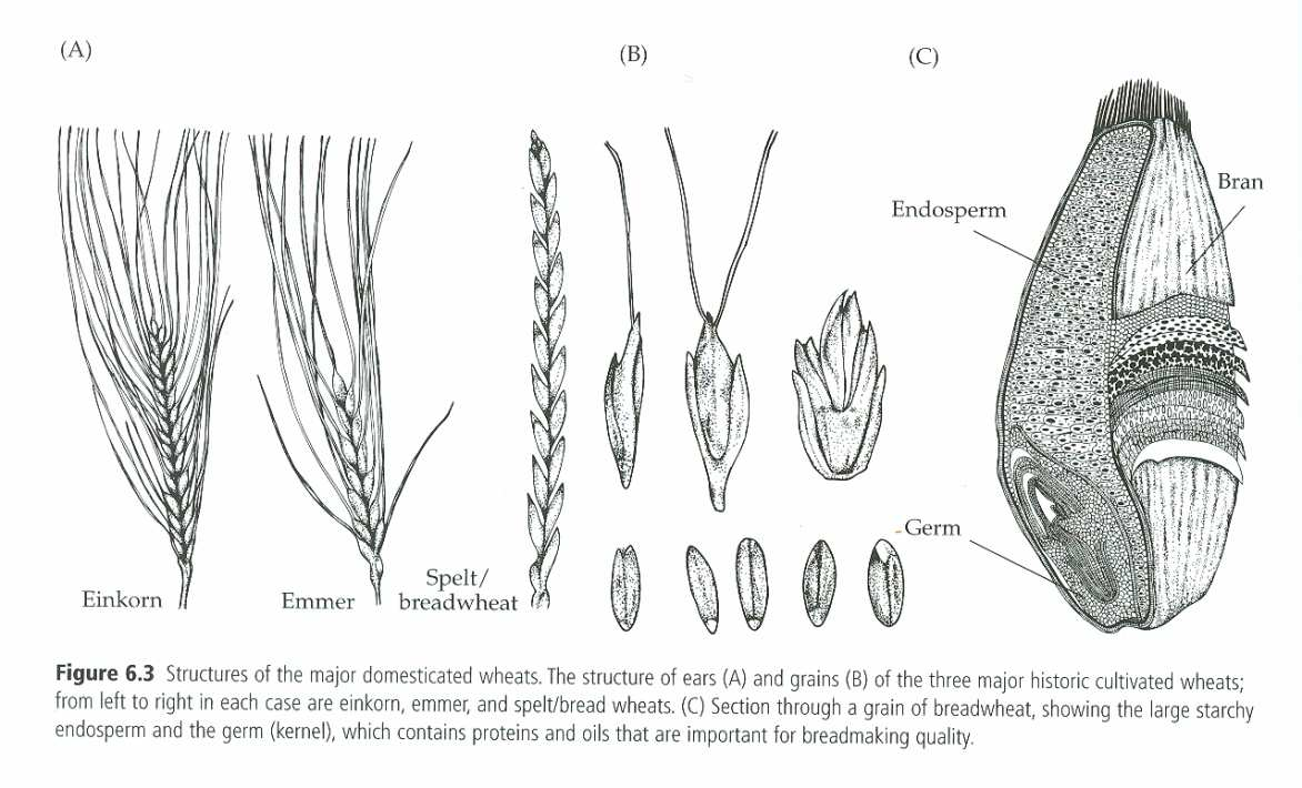 Příběh pšenice: Triticum monococcum diploidní JEDNOZRNKA Triticum dicoccum tetraploidní DVOUZRNKA Triticum